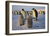 Emperor Penguins and Young-DLILLC-Framed Photographic Print