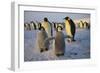 Emperor Penguins and Young-DLILLC-Framed Photographic Print