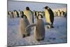 Emperor Penguins and Young-DLILLC-Mounted Photographic Print