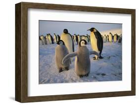 Emperor Penguins and Young-DLILLC-Framed Photographic Print