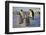 Emperor Penguins and Young-DLILLC-Framed Photographic Print