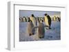 Emperor Penguins and Young-DLILLC-Framed Photographic Print