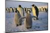 Emperor Penguins and Young-DLILLC-Mounted Photographic Print