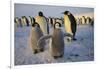 Emperor Penguins and Young-DLILLC-Framed Photographic Print