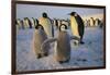 Emperor Penguins and Young-DLILLC-Framed Photographic Print