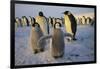 Emperor Penguins and Young-DLILLC-Framed Photographic Print