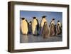 Emperor Penguins and Young-DLILLC-Framed Photographic Print