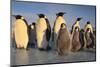 Emperor Penguins and Young-DLILLC-Mounted Photographic Print