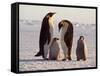 Emperor Penguins, Antarctica-Michael Rougier-Framed Stretched Canvas