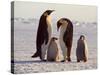 Emperor Penguins, Antarctica-Michael Rougier-Stretched Canvas