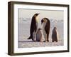 Emperor Penguins, Antarctica-Michael Rougier-Framed Photographic Print