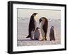 Emperor Penguins, Antarctica-Michael Rougier-Framed Photographic Print