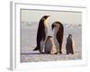 Emperor Penguins, Antarctica-Michael Rougier-Framed Photographic Print