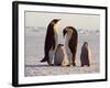 Emperor Penguins, Antarctica-Michael Rougier-Framed Photographic Print