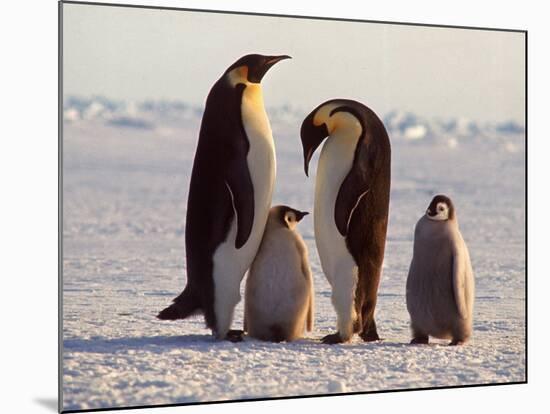 Emperor Penguins, Antarctica-Michael Rougier-Mounted Photographic Print