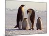 Emperor Penguins, Antarctica-Michael Rougier-Mounted Photographic Print
