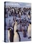 Emperor Penguins, Antarctica-Michael Rougier-Stretched Canvas