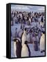 Emperor Penguins, Antarctica-Michael Rougier-Framed Stretched Canvas