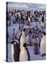 Emperor Penguins, Antarctica-Michael Rougier-Stretched Canvas