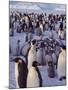 Emperor Penguins, Antarctica-Michael Rougier-Mounted Photographic Print
