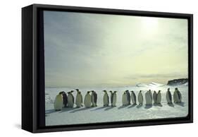 Emperor Penguins, Antarctica-Michael Rougier-Framed Stretched Canvas