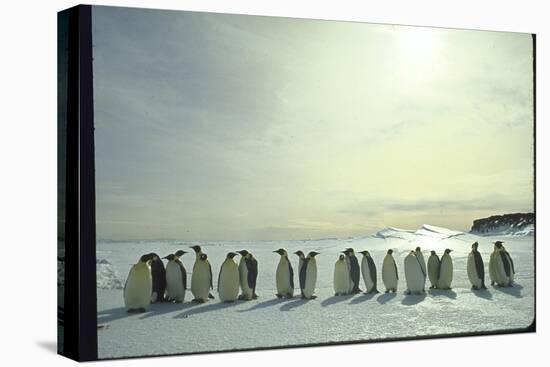 Emperor Penguins, Antarctica-Michael Rougier-Stretched Canvas