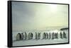 Emperor Penguins, Antarctica-Michael Rougier-Framed Stretched Canvas