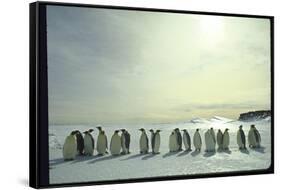 Emperor Penguins, Antarctica-Michael Rougier-Framed Stretched Canvas