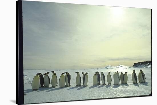 Emperor Penguins, Antarctica-Michael Rougier-Stretched Canvas