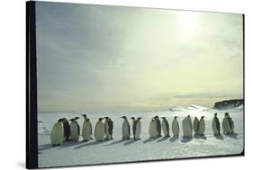 Emperor Penguins, Antarctica-Michael Rougier-Stretched Canvas