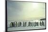Emperor Penguins, Antarctica-Michael Rougier-Mounted Premium Photographic Print