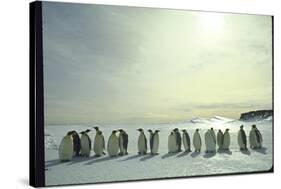 Emperor Penguins, Antarctica-Michael Rougier-Stretched Canvas