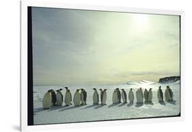 Emperor Penguins, Antarctica-Michael Rougier-Framed Photographic Print