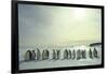 Emperor Penguins, Antarctica-Michael Rougier-Framed Photographic Print