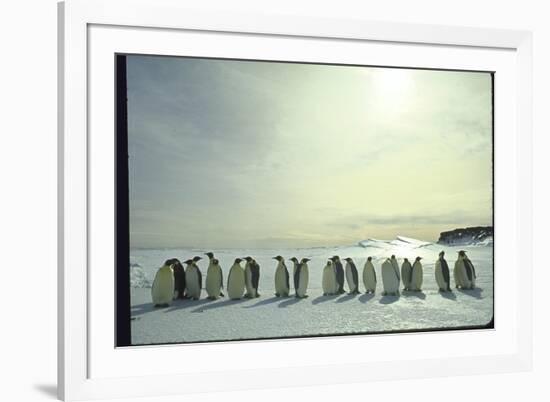 Emperor Penguins, Antarctica-Michael Rougier-Framed Photographic Print