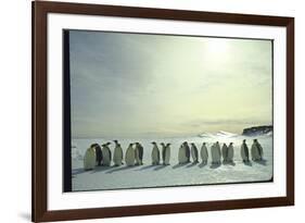 Emperor Penguins, Antarctica-Michael Rougier-Framed Photographic Print