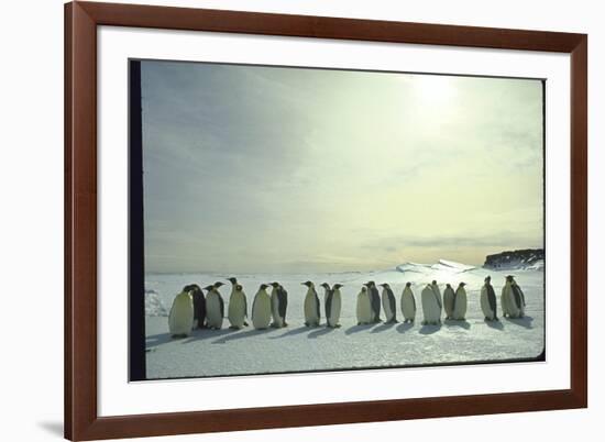 Emperor Penguins, Antarctica-Michael Rougier-Framed Photographic Print