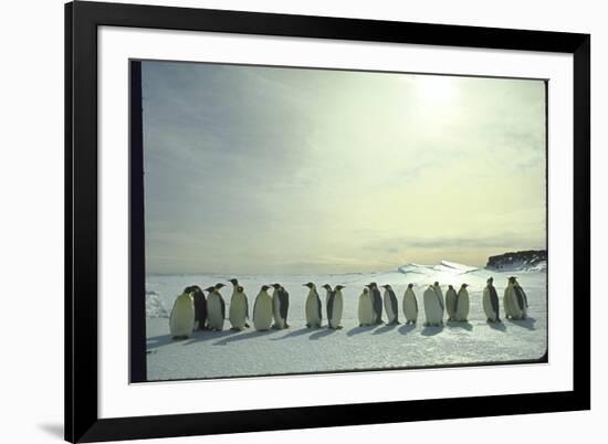 Emperor Penguins, Antarctica-Michael Rougier-Framed Photographic Print