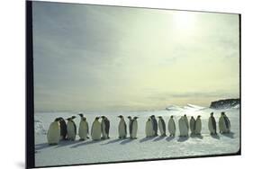 Emperor Penguins, Antarctica-Michael Rougier-Mounted Photographic Print