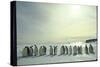 Emperor Penguins, Antarctica-Michael Rougier-Stretched Canvas