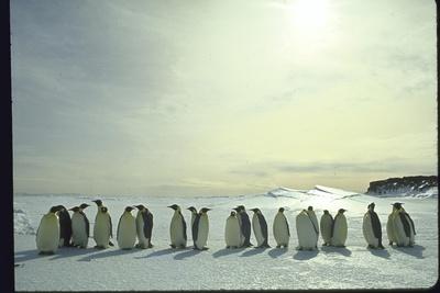 'Emperor Penguins, Antarctica' Photographic Print - Michael Rougier ...