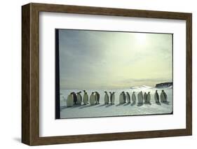 Emperor Penguins, Antarctica-Michael Rougier-Framed Photographic Print