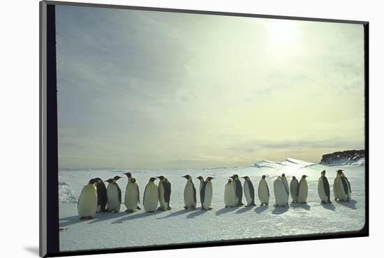 Emperor Penguins, Antarctica-Michael Rougier-Mounted Photographic Print