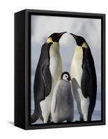 Emperor Penguins (Aptenodytes Forsteri) and Chick, Snow Hill Island, Weddell Sea, Antarctica-Thorsten Milse-Framed Stretched Canvas