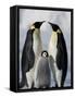 Emperor Penguins (Aptenodytes Forsteri) and Chick, Snow Hill Island, Weddell Sea, Antarctica-Thorsten Milse-Framed Stretched Canvas