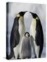 Emperor Penguins (Aptenodytes Forsteri) and Chick, Snow Hill Island, Weddell Sea, Antarctica-Thorsten Milse-Stretched Canvas