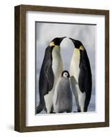 Emperor Penguins (Aptenodytes Forsteri) and Chick, Snow Hill Island, Weddell Sea, Antarctica-Thorsten Milse-Framed Photographic Print