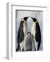 Emperor Penguins (Aptenodytes Forsteri) and Chick, Snow Hill Island, Weddell Sea, Antarctica-Thorsten Milse-Framed Photographic Print