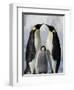 Emperor Penguins (Aptenodytes Forsteri) and Chick, Snow Hill Island, Weddell Sea, Antarctica-Thorsten Milse-Framed Photographic Print