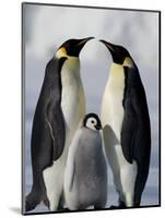 Emperor Penguins (Aptenodytes Forsteri) and Chick, Snow Hill Island, Weddell Sea, Antarctica-Thorsten Milse-Mounted Photographic Print